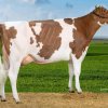 H.K.Holsteins Mia. 53 (RiValRe Rager-Red)